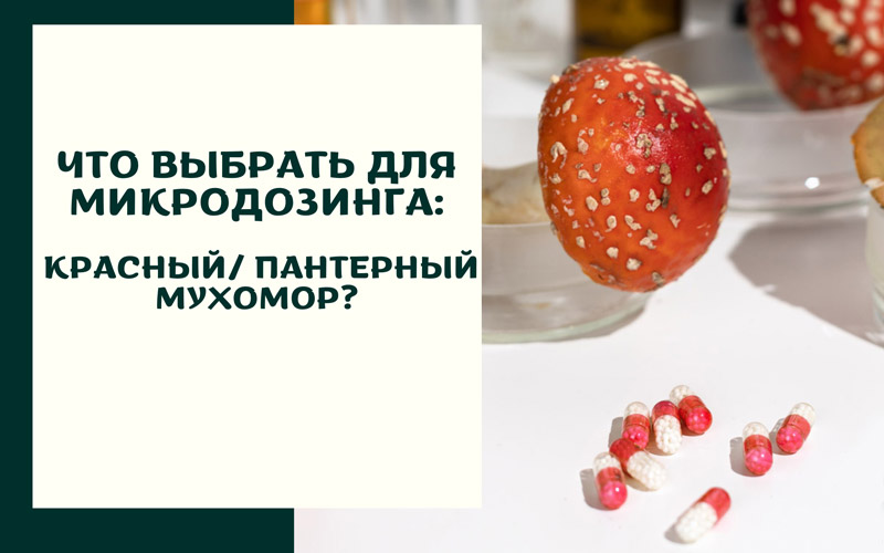 Что выбрать для микродозинга: красный или пантерный мухомор? Что выбрать для микродозинга: красный или пантерный мухомор?